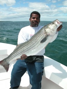 May striped bass cape cod charter fishing for striped bass hairball charters