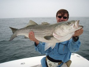 Ned Desmond with striped bass caught on Hairball Charters Ned Desmond with a big striped bass caught on hairball charters