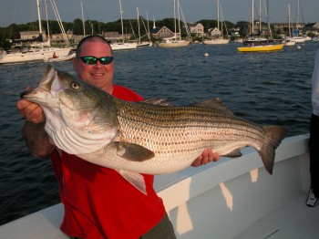 Trophy striped bass caught on Hairball charters off Cape Cod Trophy striped bass caught on Hairball charters off Cape Cod