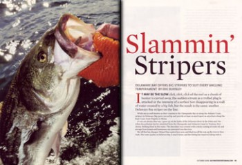 saltwaterSptsmn08_stripers_01-a Saltwater Sportsman article, October 2008 - Capt. Eric poses another trophy bass.