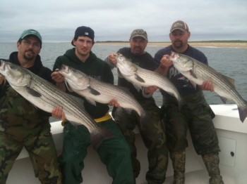 tons of 50+ pound striped bass