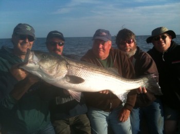 big striper caught on Cape Cod Charter Boat