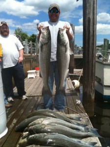 Lots of striped bass