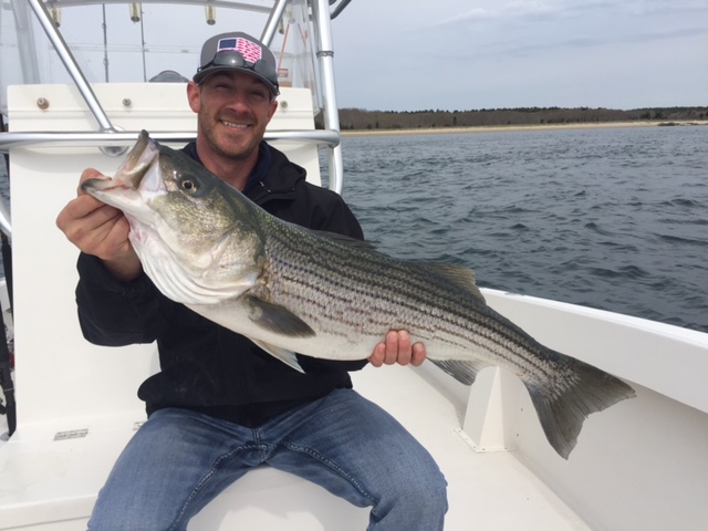 That’s the 2016 Striped Bass we’re talking about