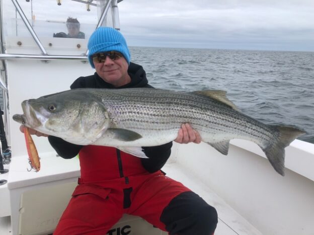 Trophy striped bass fishing on Cape Cod with Hairball Charters